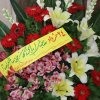 سازمان انتقال خون