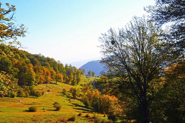 جنگل-توسکستان