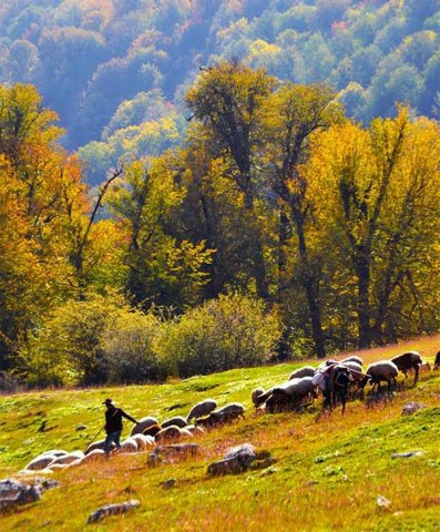 جنگل-توسکستان