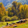 جنگل-توسکستان