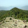 جنگل الیمستان